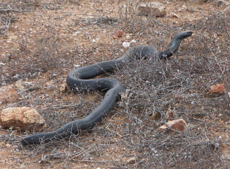 Black_Spitting_Cobra_by_ambercrystal_stock.jpg