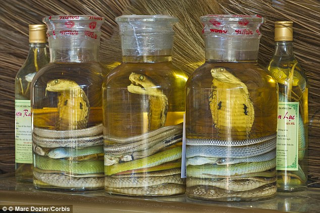 255BCE7D00000578-2940799-Snake_wine_is_Produced_by_infusing_whole_snakes_in_rice_wine_or_-a-17_1423152217171.jpg