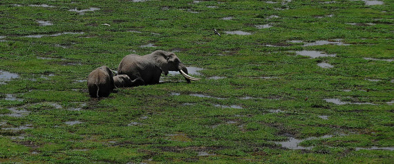 n-TANZANIA-ELEPHANTS-large570.jpg
