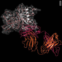 t1main.hiv.antibodies.niaid.jpg
