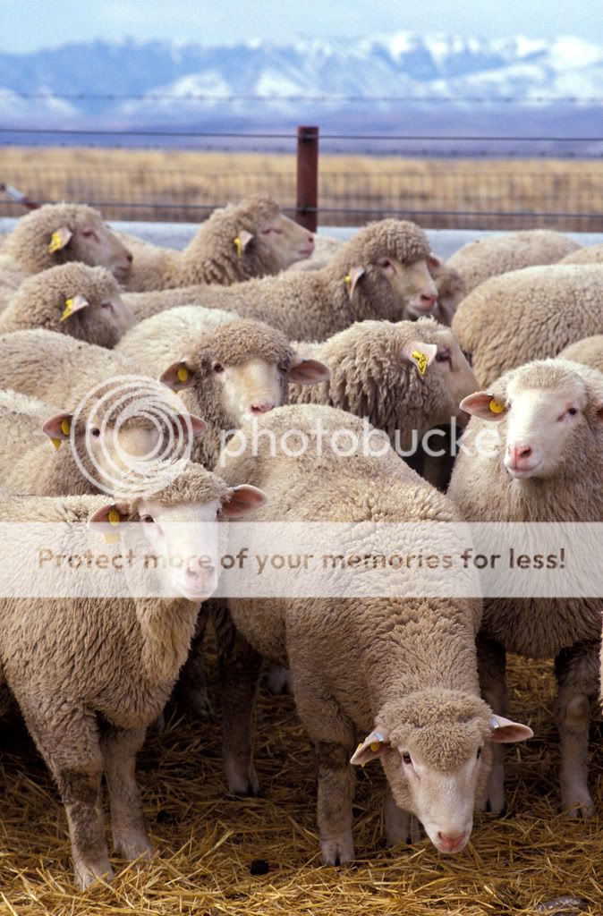 Flock_of_sheep.jpg