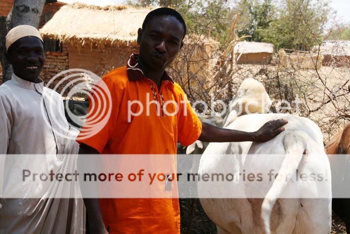 mjengwa_cow.jpg