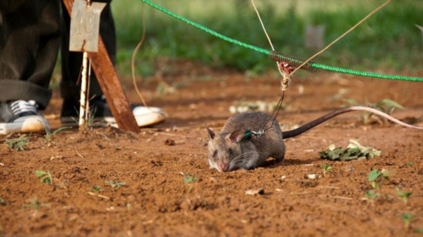 130226041317_landmines_rat_apopo_624x351_bbc_nocredit.jpg