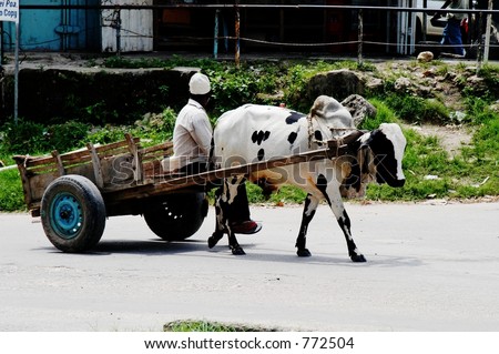 stock-photo-cow-pulling-wagon-on-pemba-island-zanzibar-archipelago-tanzania-772504.jpg