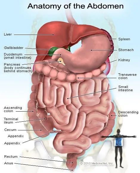 abdomen_anatomy.jpg