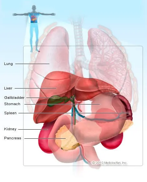 lung-stomach-spleen.jpg