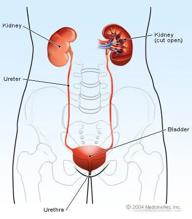 urinary_structures.jpg
