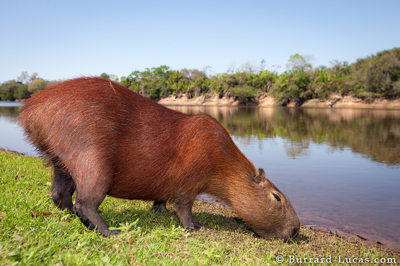 capybara_eating.jpg