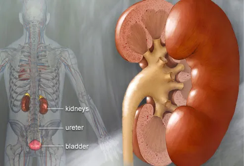 webmd_rm_photo_of_kidney_diagram.jpg