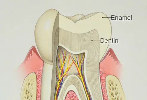 phototake_rm_photo_of_tooth_illustration.jpg