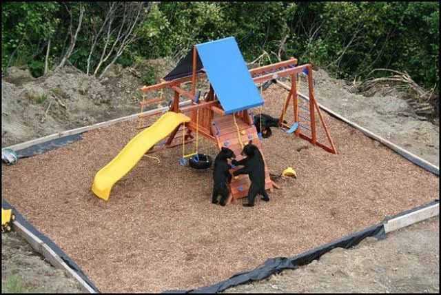 bears_playground_00.jpg