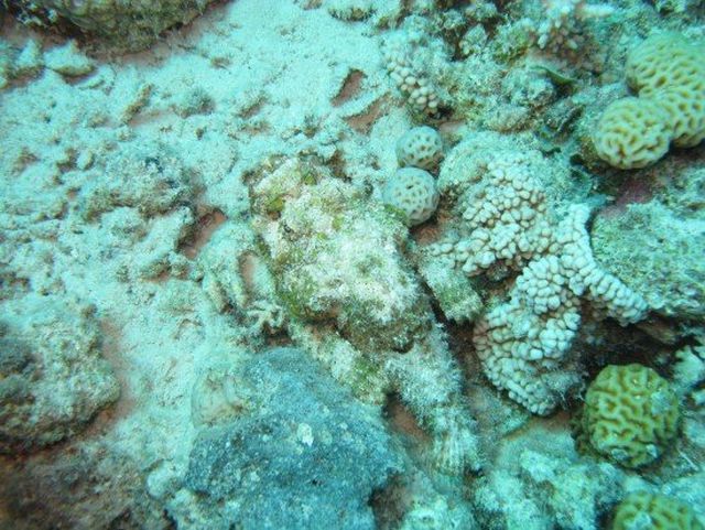 stonefish_00.jpg