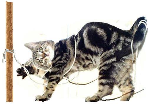 Cat-tied-to-a-pole.jpg