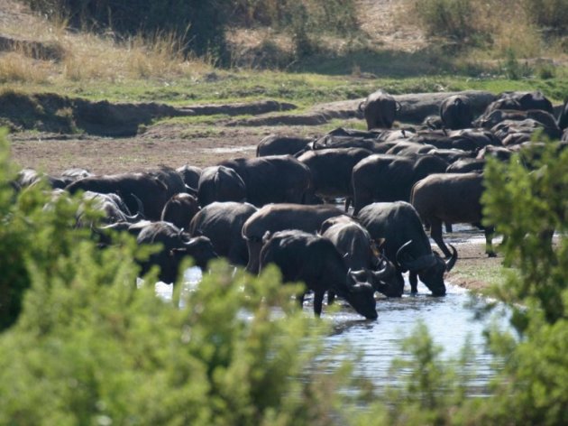 tanzania-cape-buffalo-herd-jpg_215228.jpg