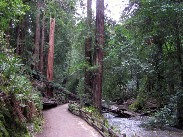 muir-woods-california-1--1--jpg_215454.jpg