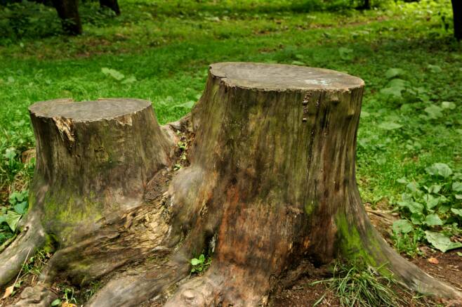 two_large_tree_stumps.jpg