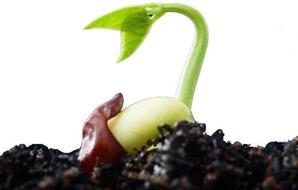 germinated-seed.jpg