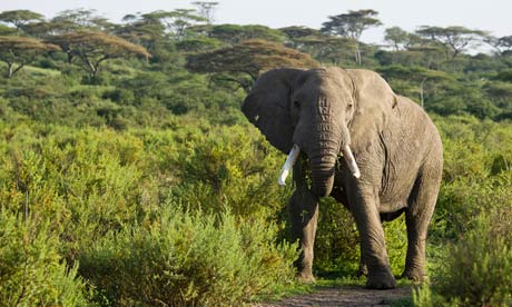 Elephant-walking-in-Ngoro-009.jpg