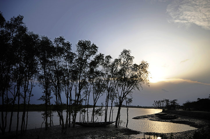 Mangrove-trees-in-Sundarb-022.jpg