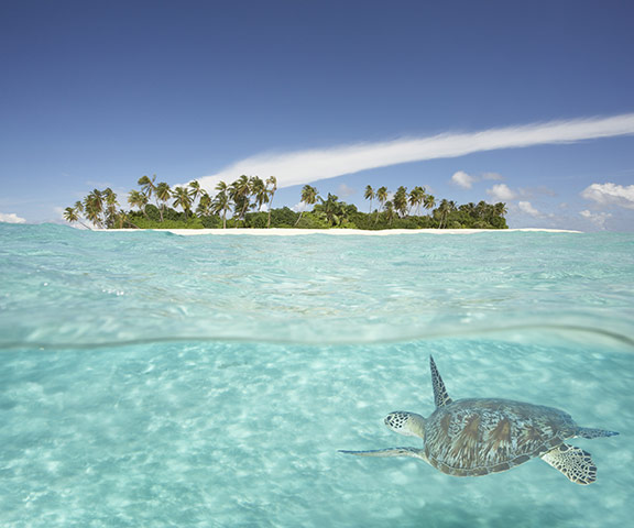 Hawksbill-Turtle-in-sea-o-024.jpg