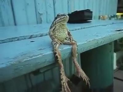 frog-sitting-on-a-bench_400x300.jpg