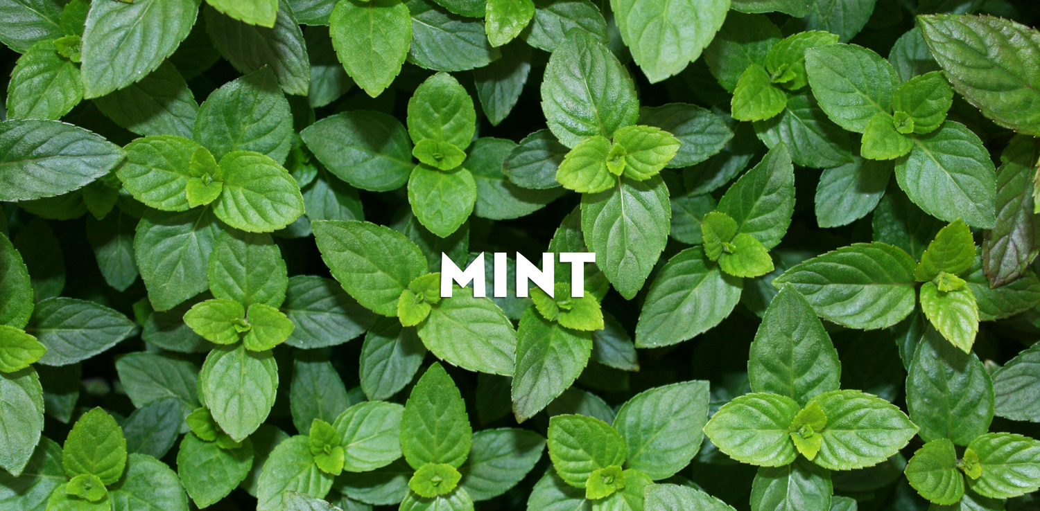 MINT+header.jpg