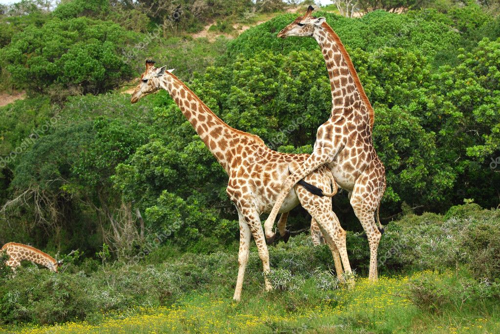 depositphotos_7262713-Giraffes-mating.jpg
