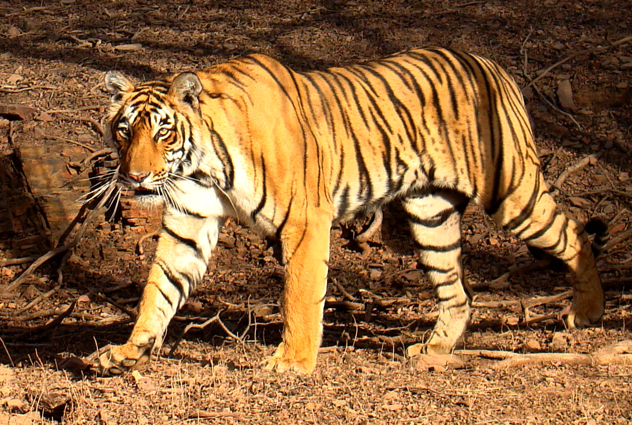 Tiger_in_Ranthambhore.jpg
