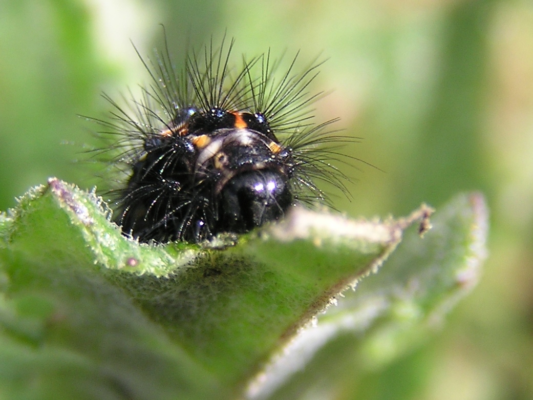 Magpie_moth_caterpillar-09.jpg