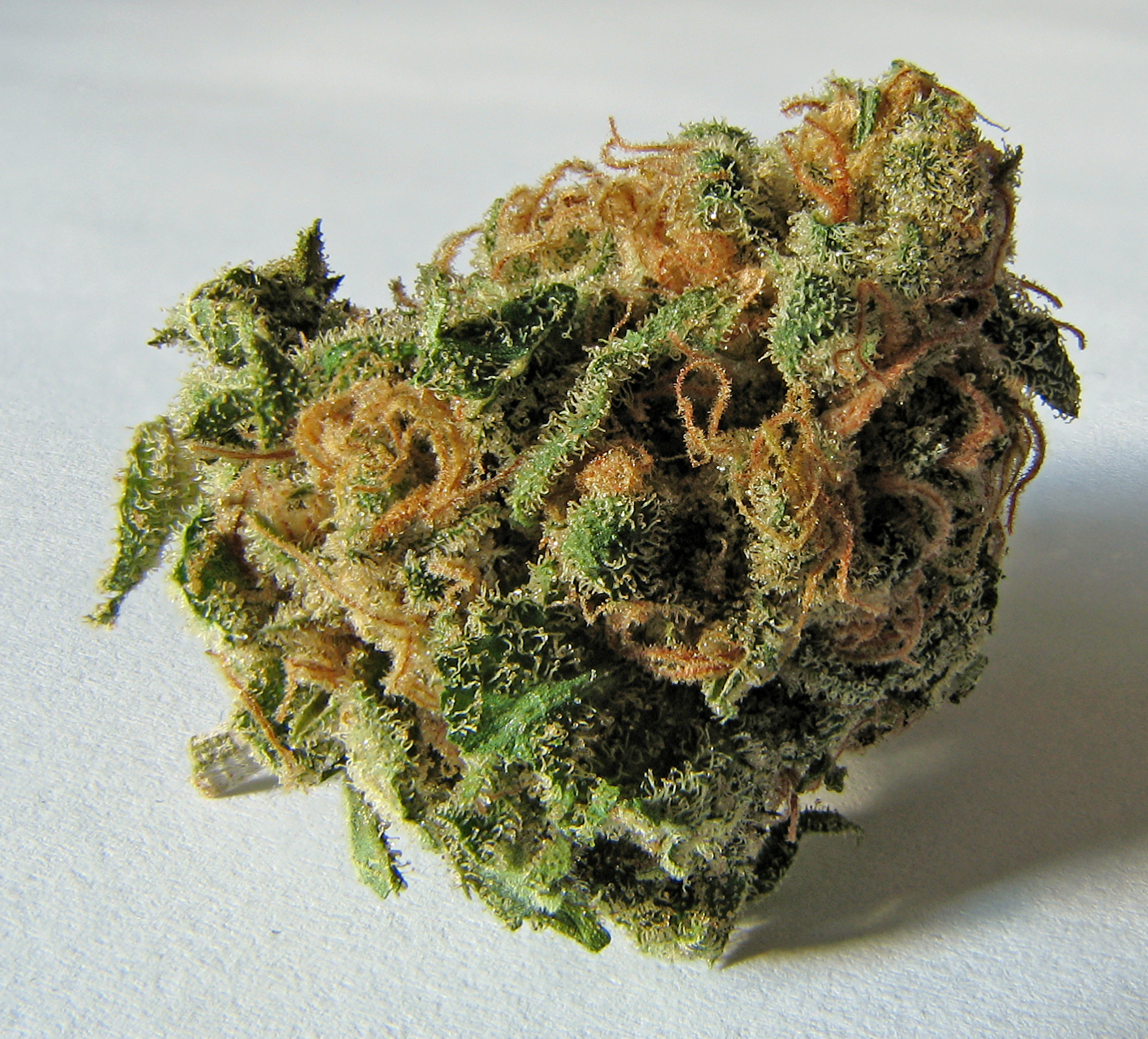 Macro_cannabis_bud.jpg