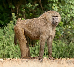 250px-Olive_baboon_Ngorongoro.jpg