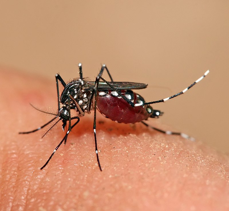 800px-Aedes_aegypti_feeding.jpg