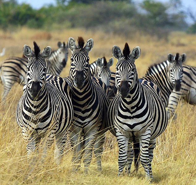 633px-Zebra_Botswana_edit02.jpg