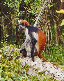 220px-Red_Colobus_monkey.jpeg