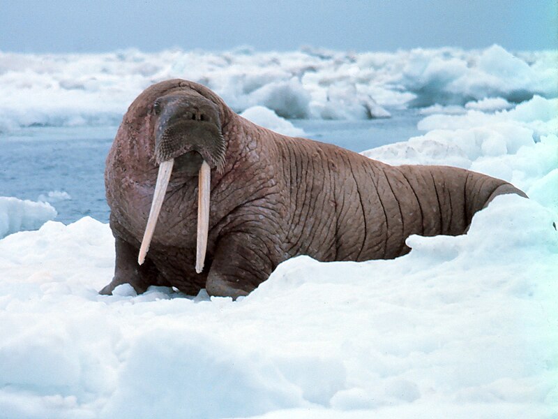 800px-Noaa-walrus22.jpg