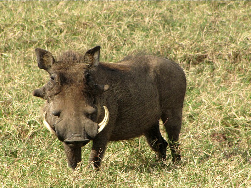 798px-Warthog%2C_male%2C_Serengeti.jpg