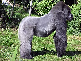 264px-Bristol.zoo.western.lowland.gorilla.arp.jpg