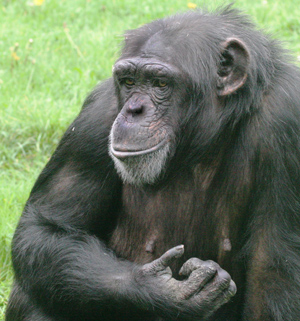 Chimpanzee female Twycross 191s.jpg