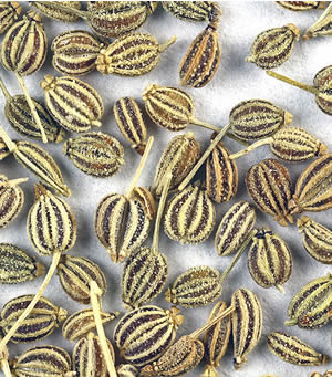 Ajwain.jpg