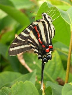 Zebra_Swallowtail_Adult.jpg