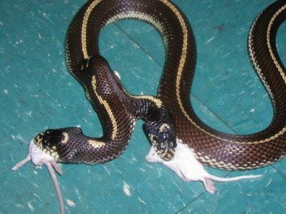 two-headed-snakes-01.jpg