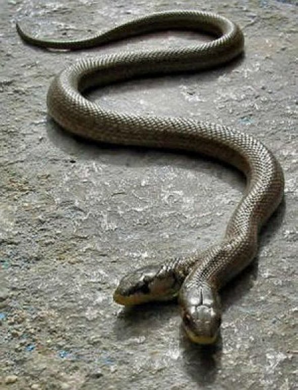 two-headed-snakes-02.jpg