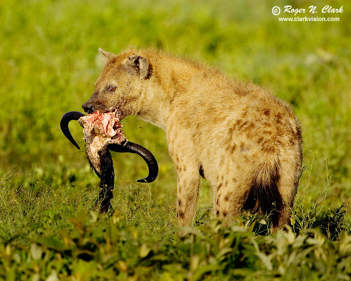 spotted.hyena.c01.26.2007.JZ3F2352b-700.jpg