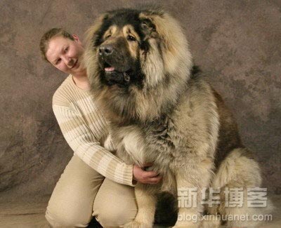 big-dog-1.jpg