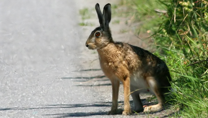 Brown-Hare.jpg