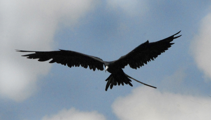 Frigate-Bird.jpg