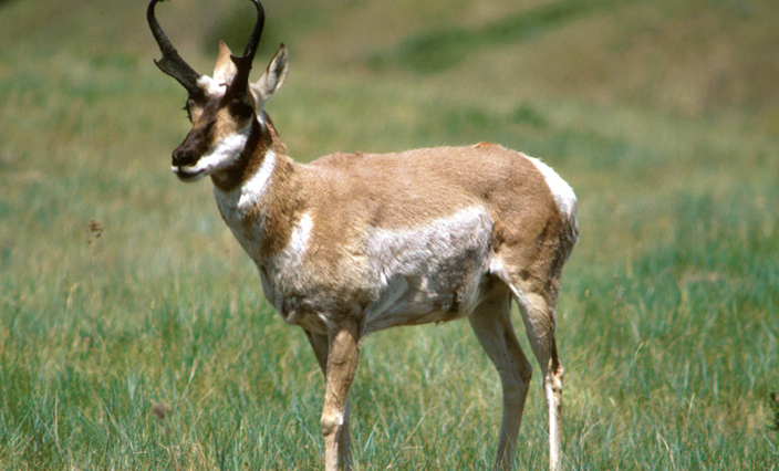 Pronghorn-Antelope.jpg