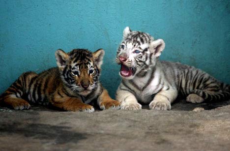 twins_in_black_orange_white.jpg