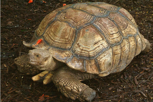 african_tortoise.jpg