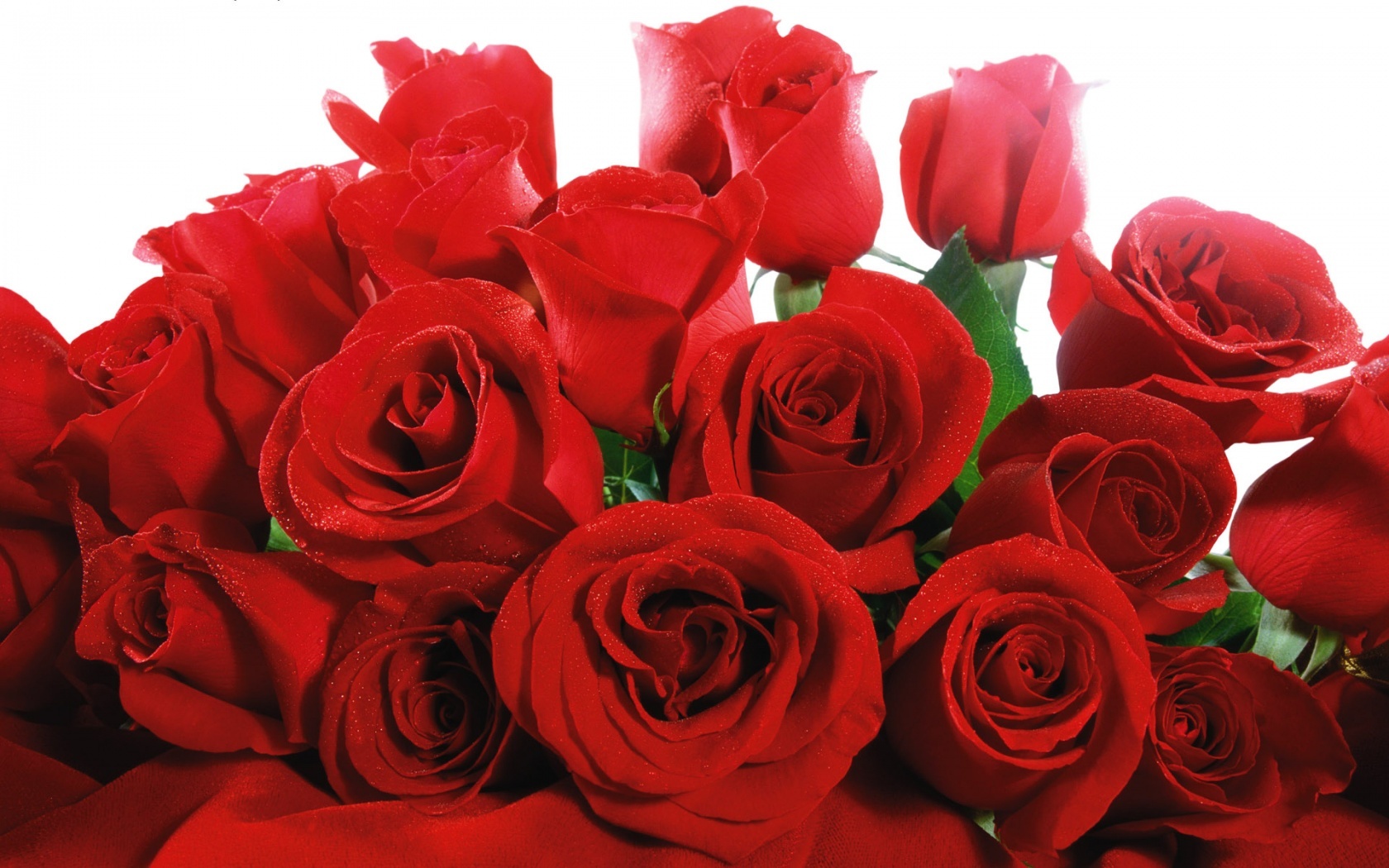 lovely_red_roses-wide.jpg